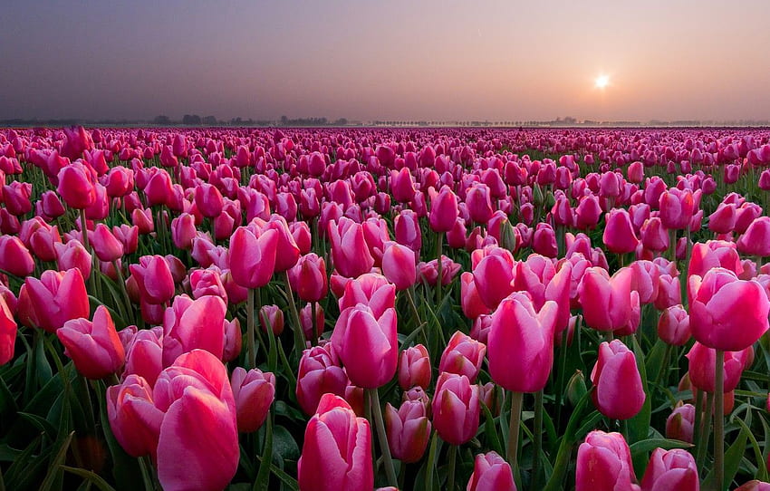 pole, zachód słońca, tulipany, Holandia, pąki, dużo za , sekcja цветы, Holandia Tulipany Tapeta HD