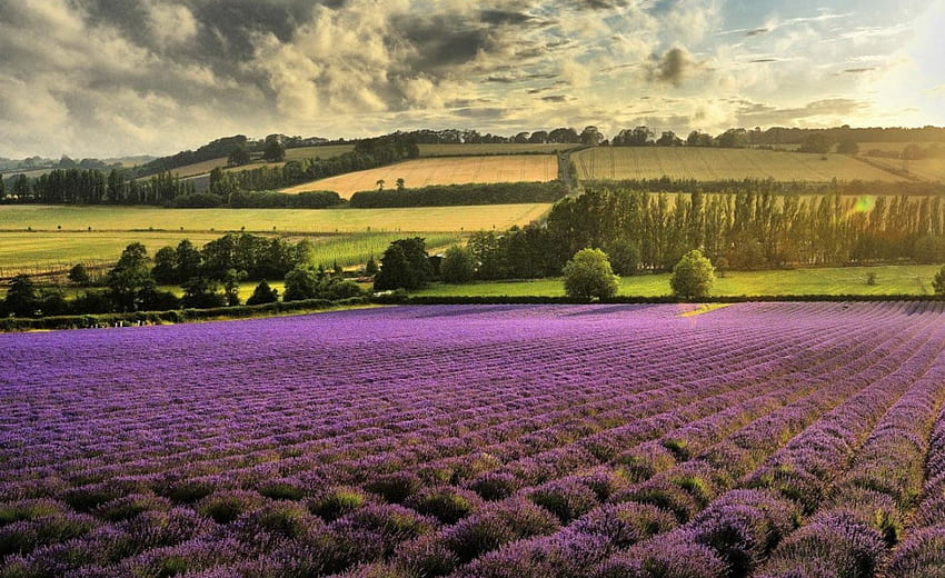Bidang Lavender, alam, bunga, bidang, lavender Wallpaper HD
