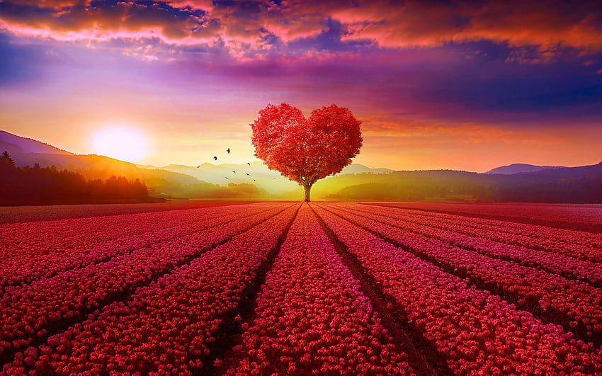 Aşk kalbi, Ağaç, Çiçek bahçesi, Kalp ağacı, Gündoğumu, Manzara, Kırmızı, , Doğa,. iPhone, Android, Mobil ve HD duvar kağıdı