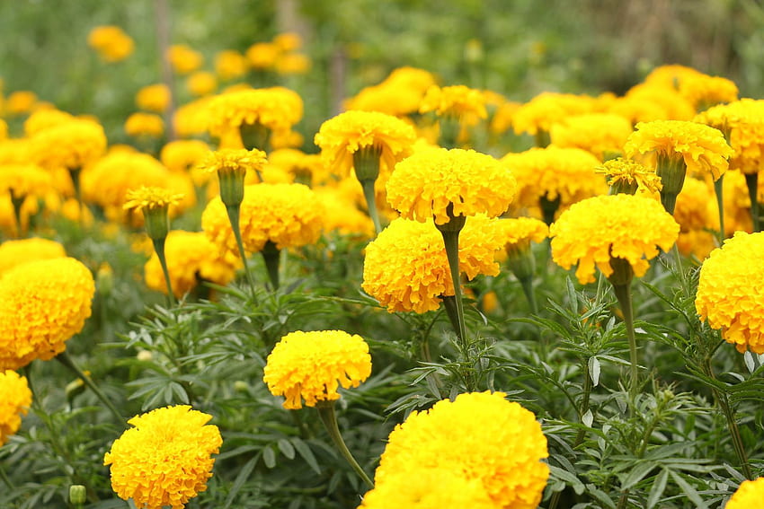 Marigold Flower for Android HD wallpaper