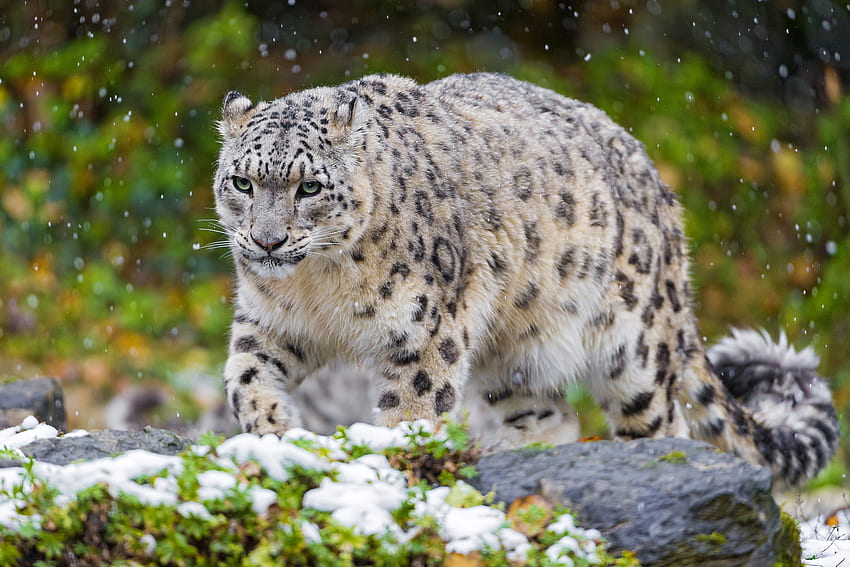 สัตว์ หญ้า เสือดาวหิมะ หิมะ แมว นักล่า นกเออร์บิส วอลล์เปเปอร์ HD