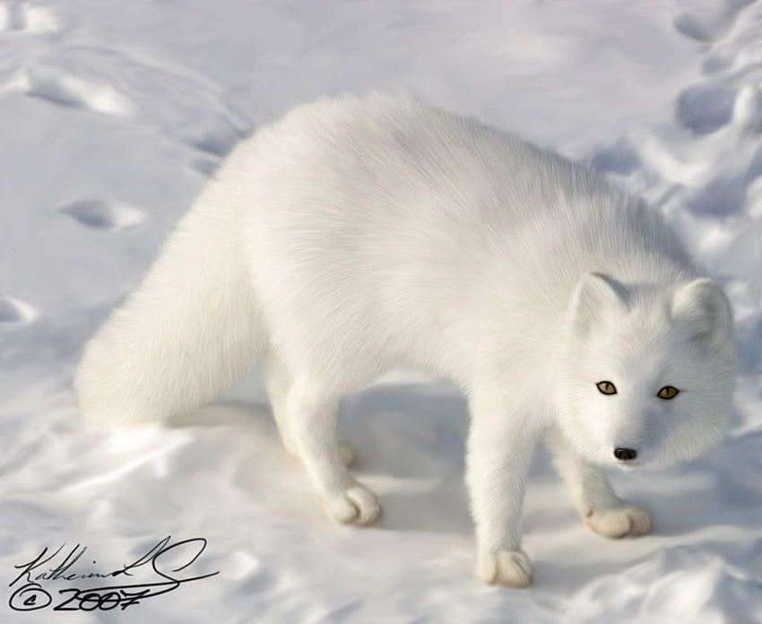 Queue pelucheuse de renard arctique, bébé renard blanc Fond d'écran HD