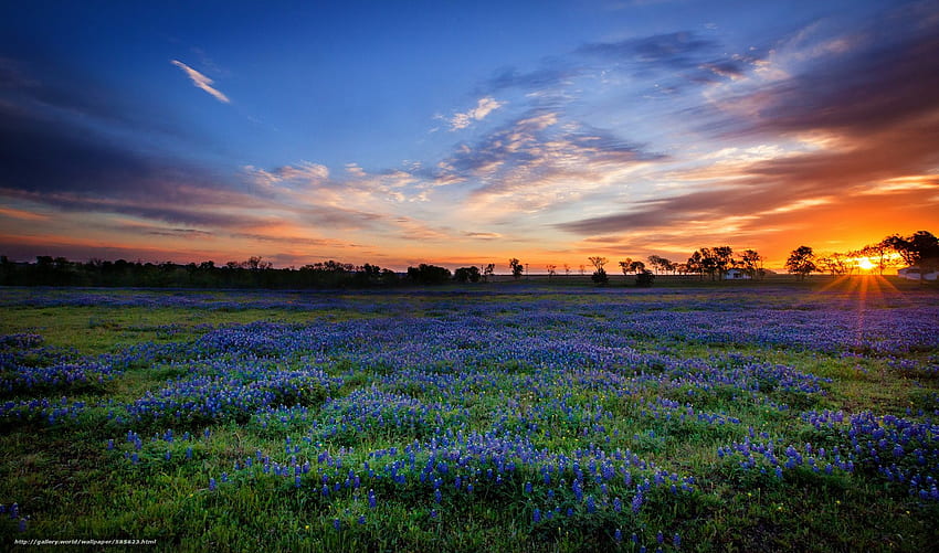 Texas Bluebonnets Sunset Field - - 、テキサスコースト 高画質の壁紙
