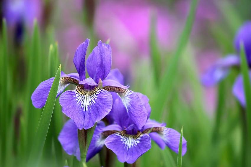 Flowers, Lilac, Petals, Irises HD wallpaper