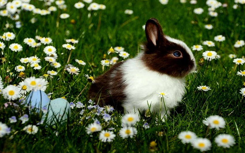 Hase mit Blumen, weiß, Eier, Ostern, Gras, Blumen, schwarz, Hase HD-Hintergrundbild