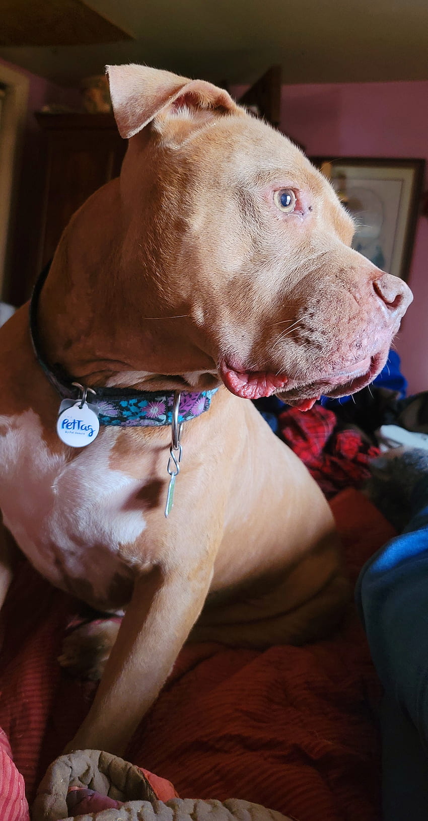 Red Pitbull, companion dog HD phone wallpaper