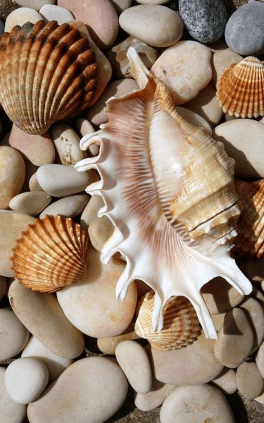 Seashell for Android HD phone wallpaper