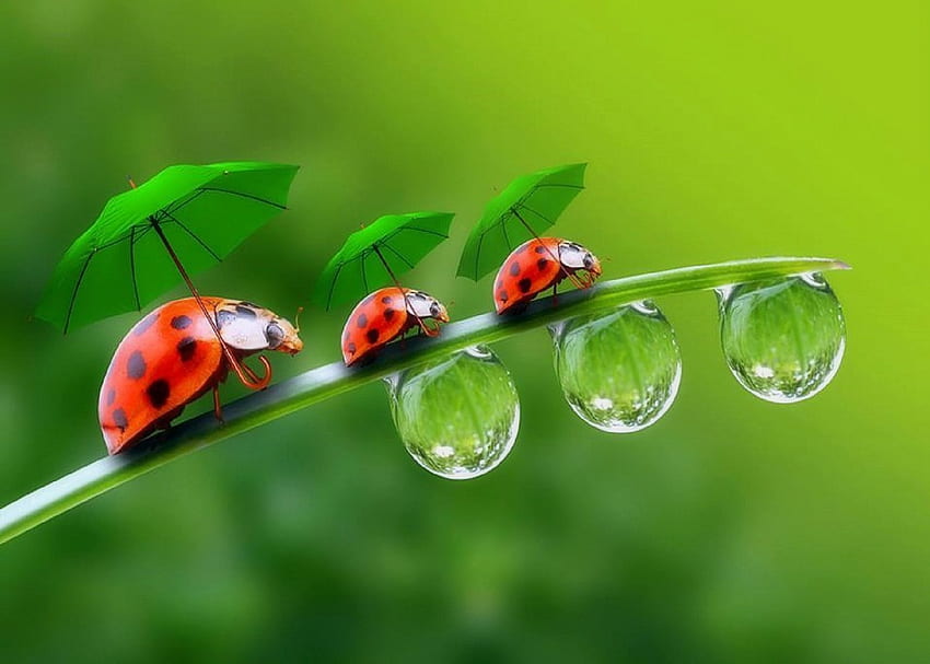 -Summer Ladybugs-, dew drops, graphy, cute, colors, animals, ladybugs, most ed, attractions in dreams, lovely still life, seasons, creative pre-made, summer, love four seasons, small umbrellas, leaves, pretty, draw and paint, nature, lovely HD wallpaper