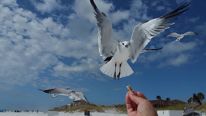 alimentando as gaivotas, pássaros, gaivotas na praia, gaivotas, pássaros de praia, praia papel de parede HD