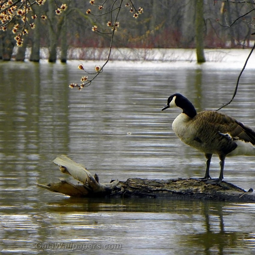 Canada Goose looking at high water during early spring HD phone wallpaper
