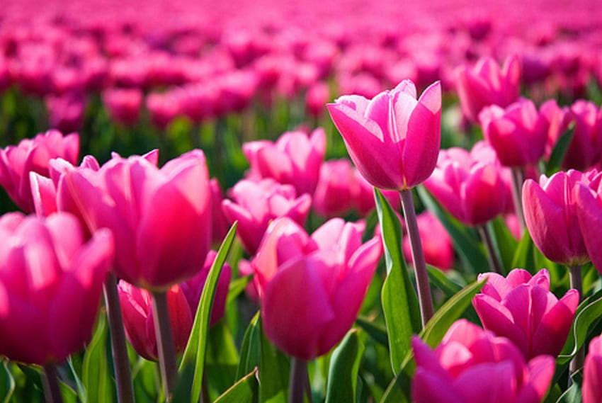 Bel campo di tulipani rosa caldo, campo, rosa caldo, bello, natura, tulipani Sfondo HD