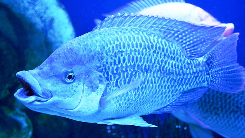 Fish, scales, under blue light U HD wallpaper