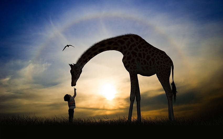 :), ragazzo, cielo, giraffa, silhouette, bambino, alba, tramonto, copil Sfondo HD