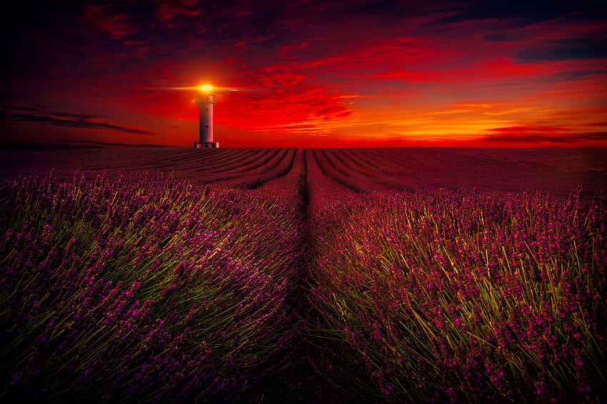 Lavender field at sunset, lighthouse, beautiful, fiery, field, lavender, red, sky, , sunset HD wallpaper