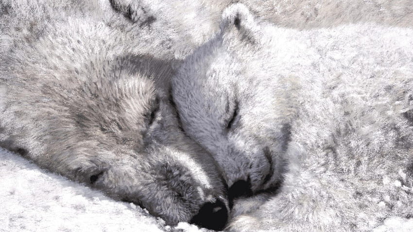 Polar Bears, bears, graphy, polar, bw, cute, baby, wp, animals, love, mother HD wallpaper