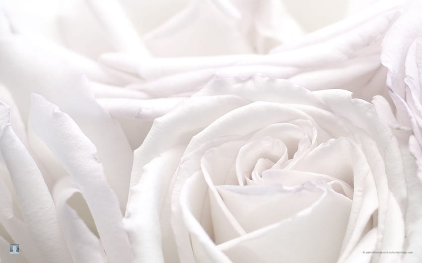 Collections de fleurs White Rose 1680×1050 White Rose 54 Wallpape. Fond de roses blanches, Roses blanches, Rose Fond d'écran HD