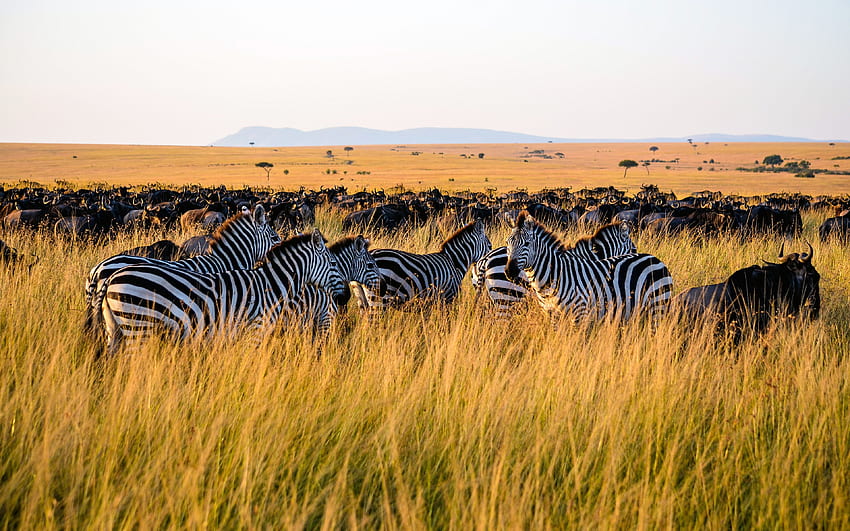 zebra, prateria, steppa africana, savana, Africa, fauna selvatica, Hippotigris per con risoluzione. Alta qualità Sfondo HD