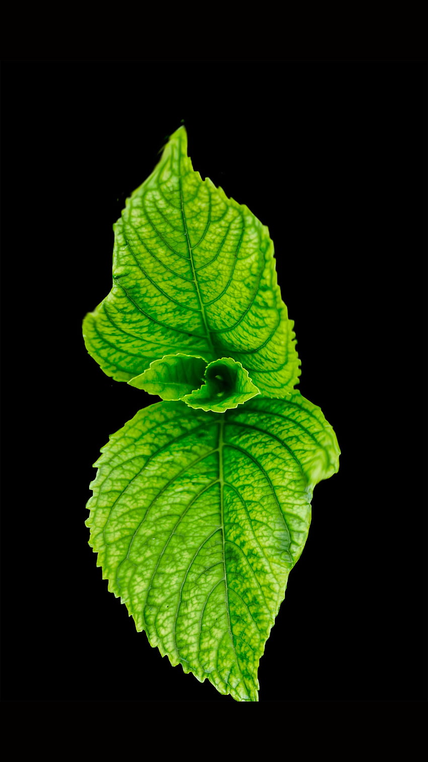 : Green Leaf - Aromatic, , Studio, Single Leaf HD phone wallpaper