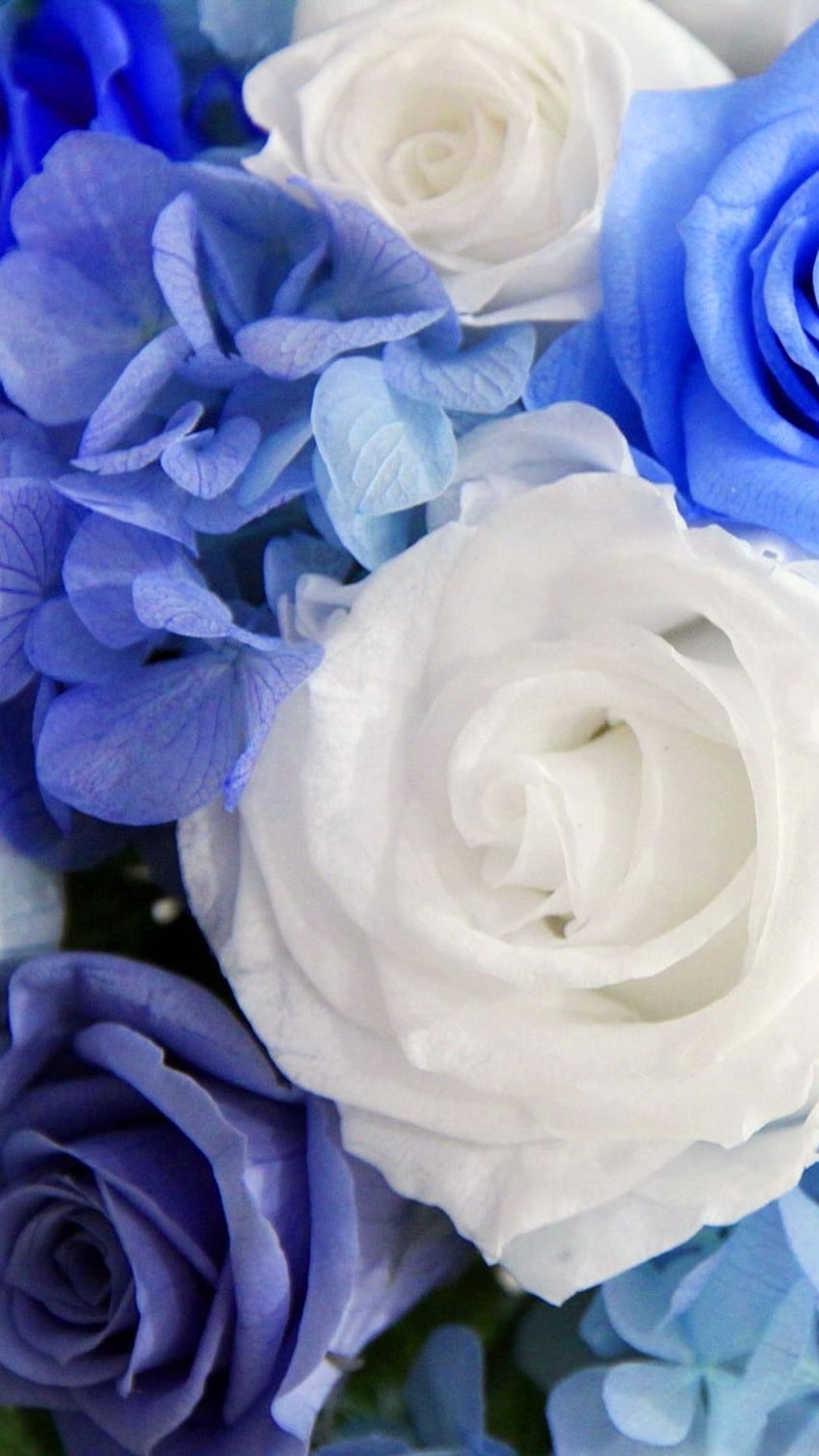 Blue Rose, Blue, White, Roses HD phone wallpaper