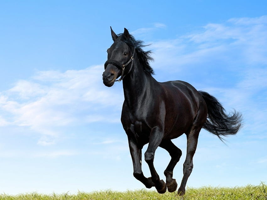 Красив черен арабски кон със син фон [] за вашия мобилен телефон и таблет. Изследвайте арабските коне. Кон И HD тапет