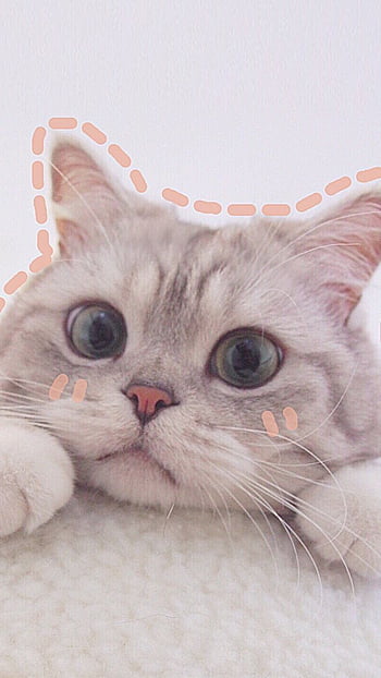 200+] Cute Cat Aesthetic Wallpapers