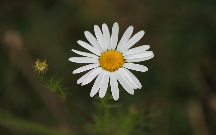 Pretty Little Daisy, white, pretty, daisy, petals, flower, little HD wallpaper