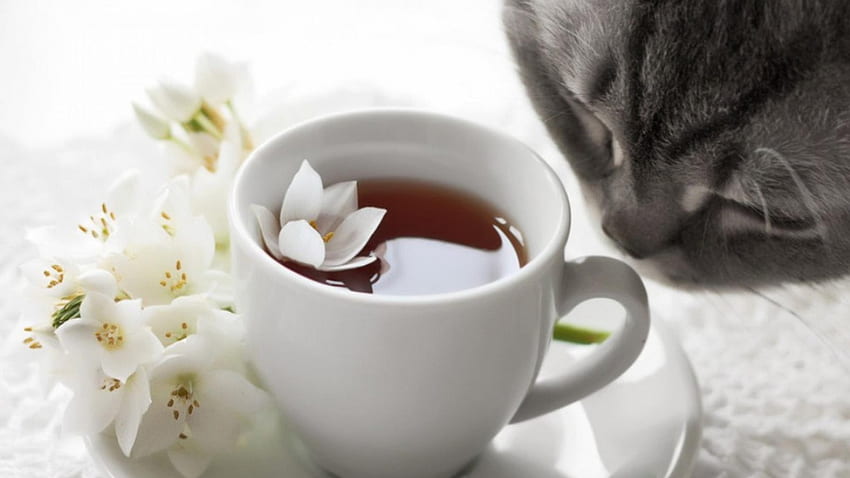 Gray cat, Gray, cat, jasmine, cup of coffee HD wallpaper