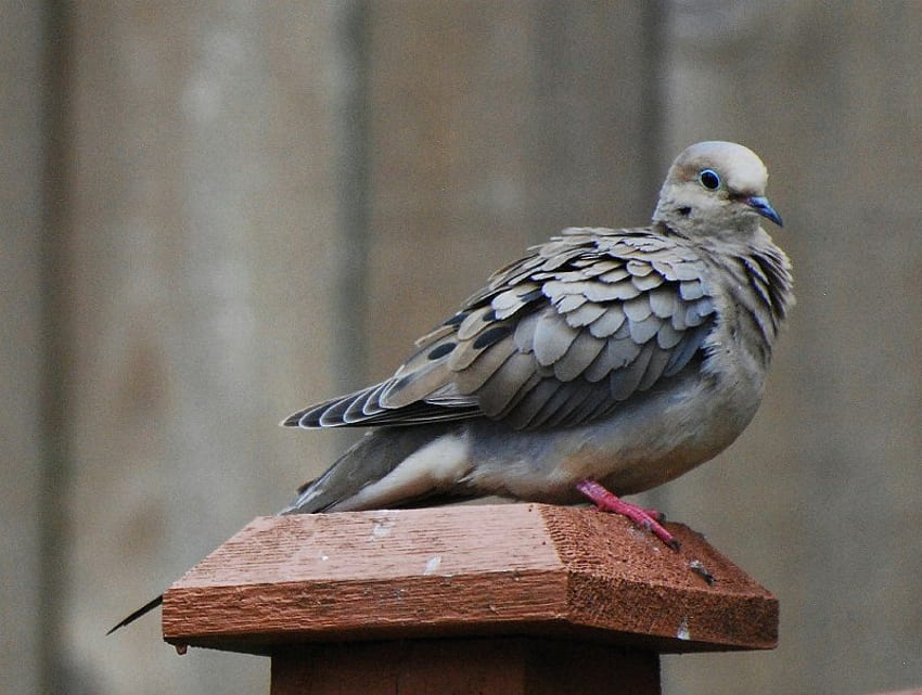 Dove on Watch, perch, gray, bird, dove HD wallpaper