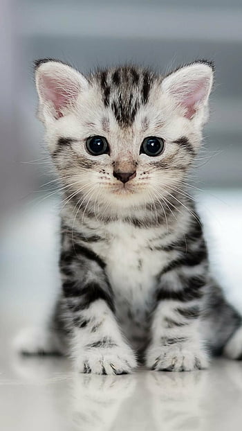 Cute Cat Hd Wallpapers | Pxfuel