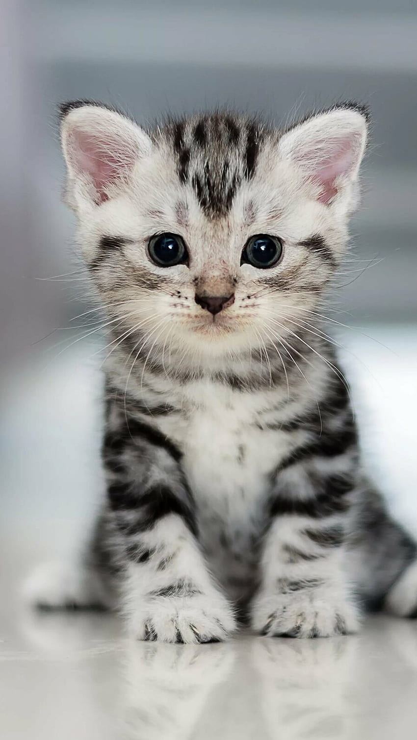 Cute Baby Cat, Cute Cat, Kitten HD phone wallpaper