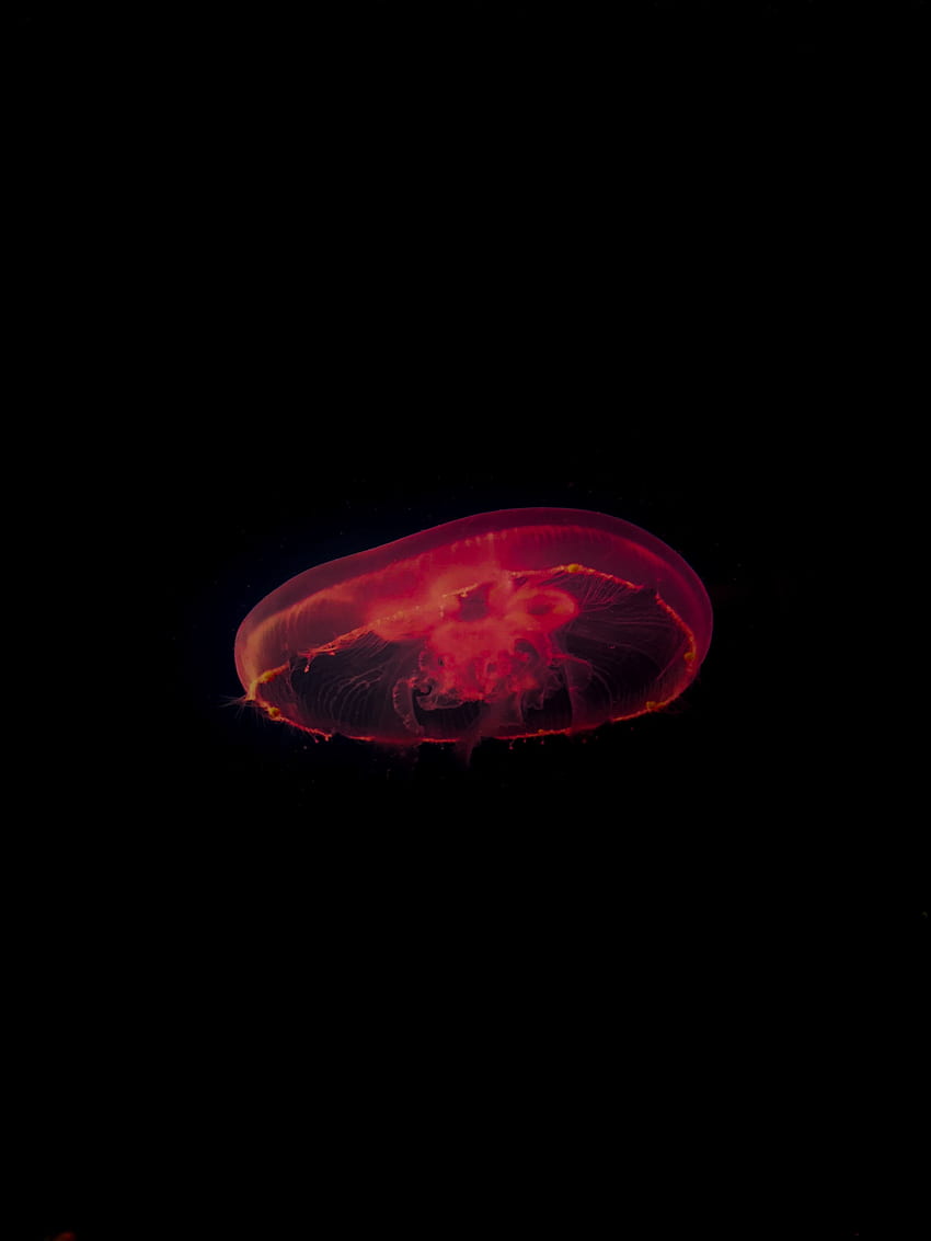 Jellyfish, Dark, Depth, Under Water, Underwater HD phone wallpaper
