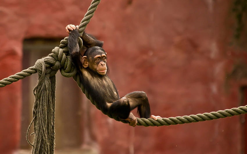 Animals, Monkey, Entertainment, Rope HD wallpaper