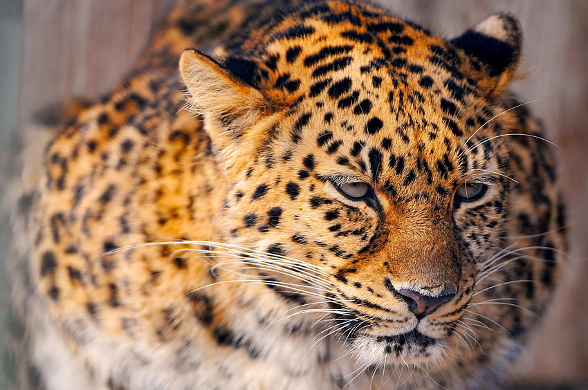 Tiere, Schnee, Katze, Leopard, traurig, groß, groß HD-Hintergrundbild
