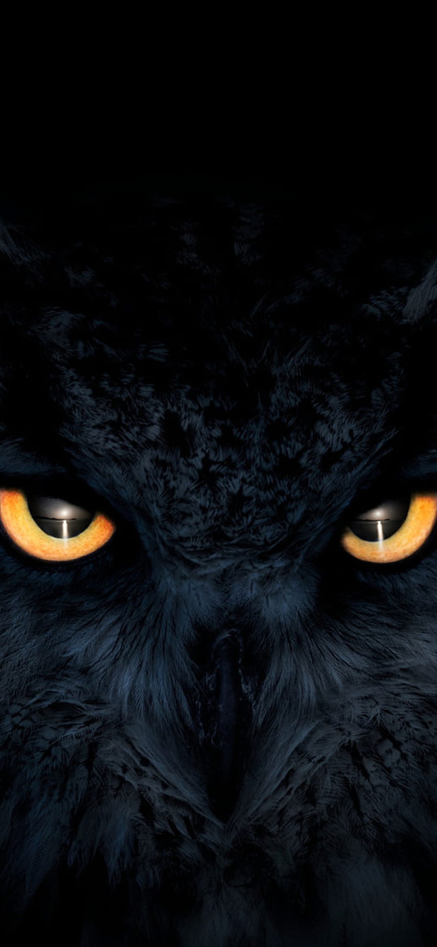 Why Owls Are a Spooky Symbol of Halloween, According to a Folklore Historian