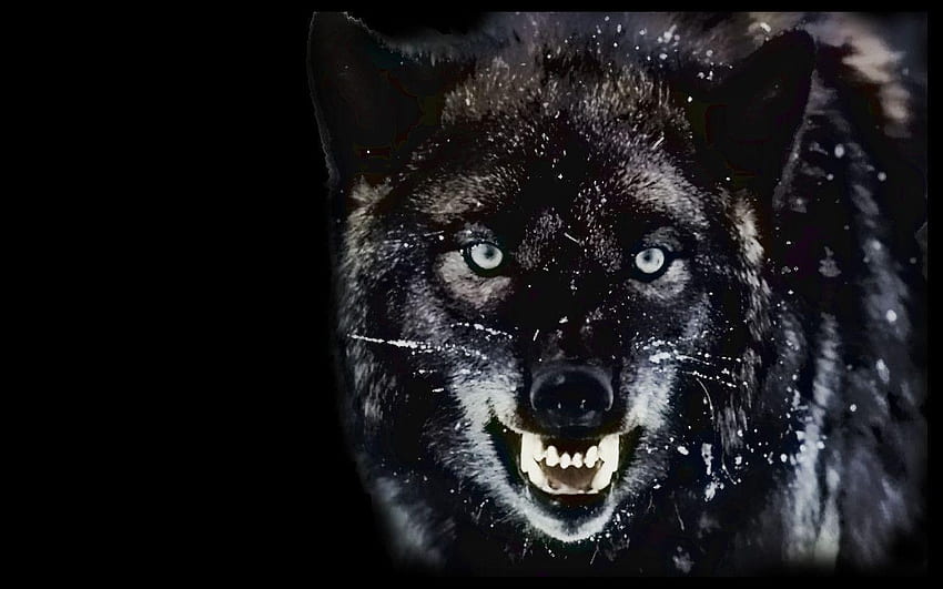 Dark Wolf [] for your, Growling HD wallpaper