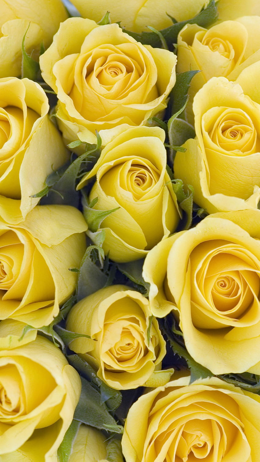 Жълта роза, очарователна жълта роза HD тапет за телефон