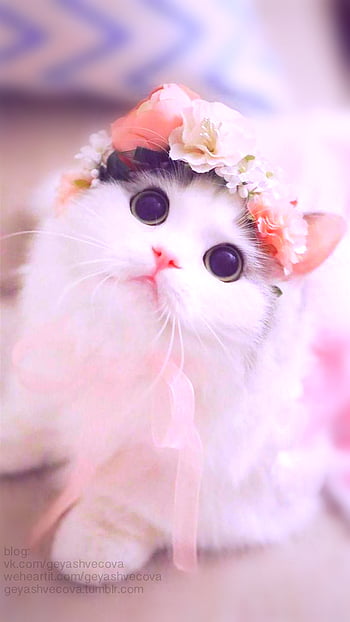 Pink kitten cute cat HD wallpapers | Pxfuel