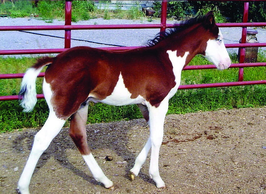 Kolor Splash Konie, biały, plusk, brązowy, kolor, konie Tapeta HD