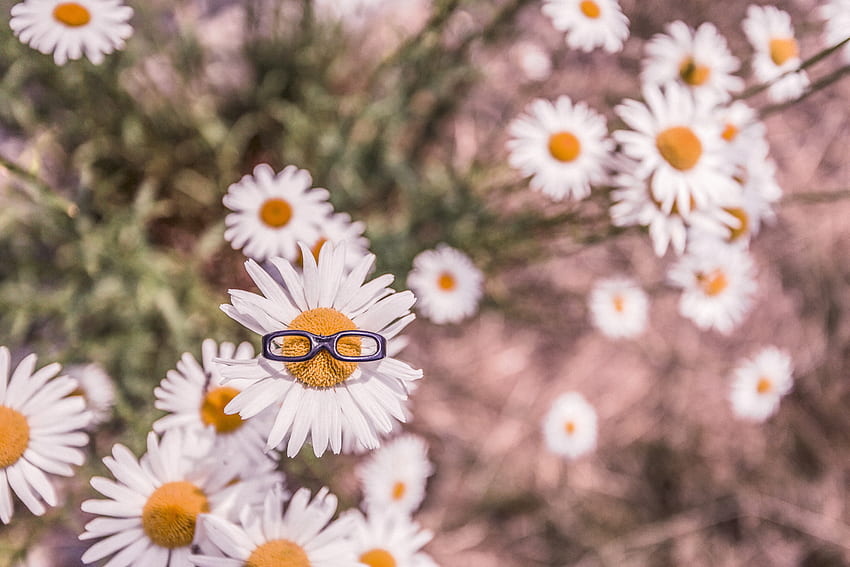 Flowers, Camomile, Blur, Smooth, Flower Bed, Flowerbed, Glasses, Spectacles HD wallpaper