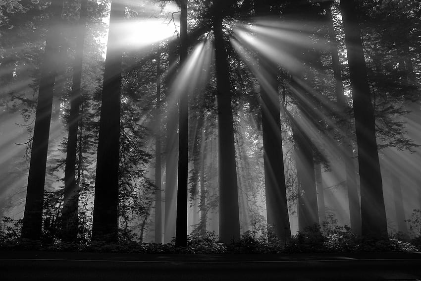 graphy nature black forest sun rays dark plants trees HD wallpaper