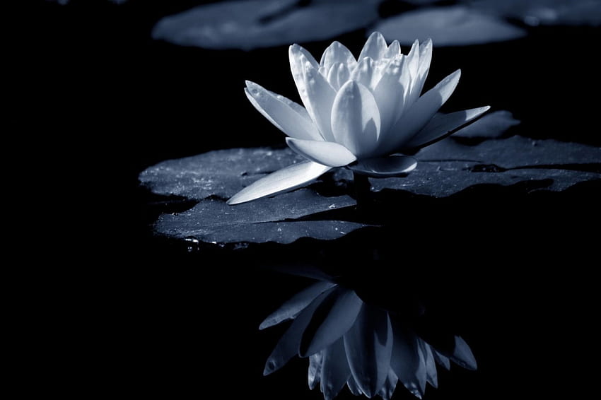Отражение, лилия, монохромен, цвете, вода HD тапет
