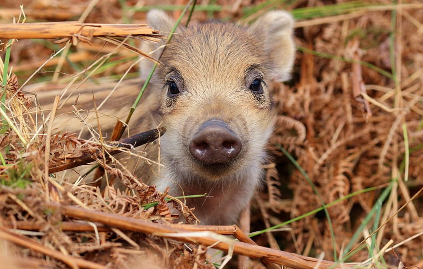 look, face, baby, hay, straw, boar, cub, hog, pig, pig, piggy for , section животные, Hog Rider HD wallpaper