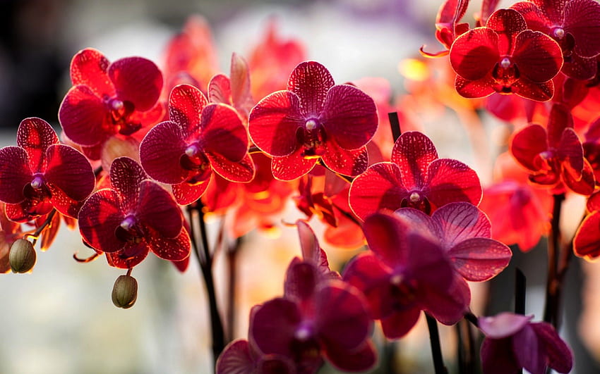 ORCHID GLOW, ramo, Falik, illuminazione, falinopsis, luce, fiori, Orchidea Sfondo HD
