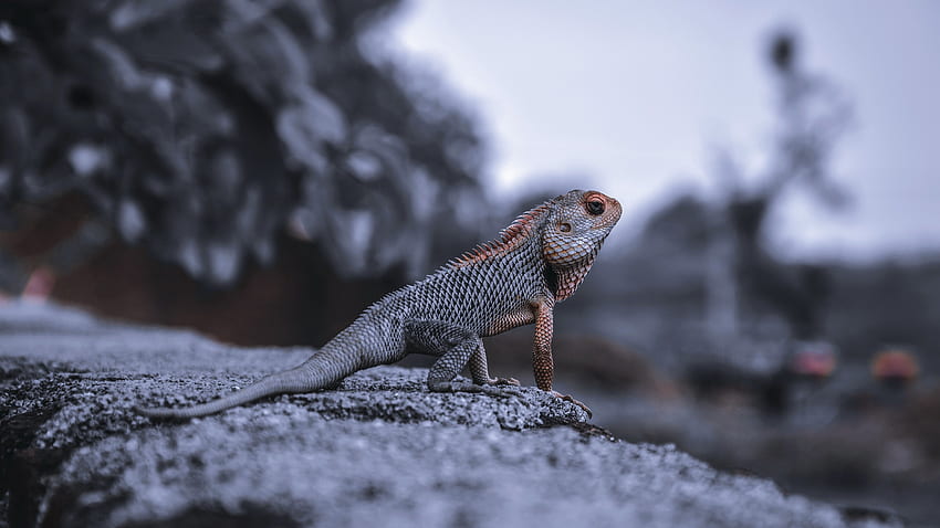 Iguana Reptile Is Standing On Stone In Blur Background Reptile HD wallpaper