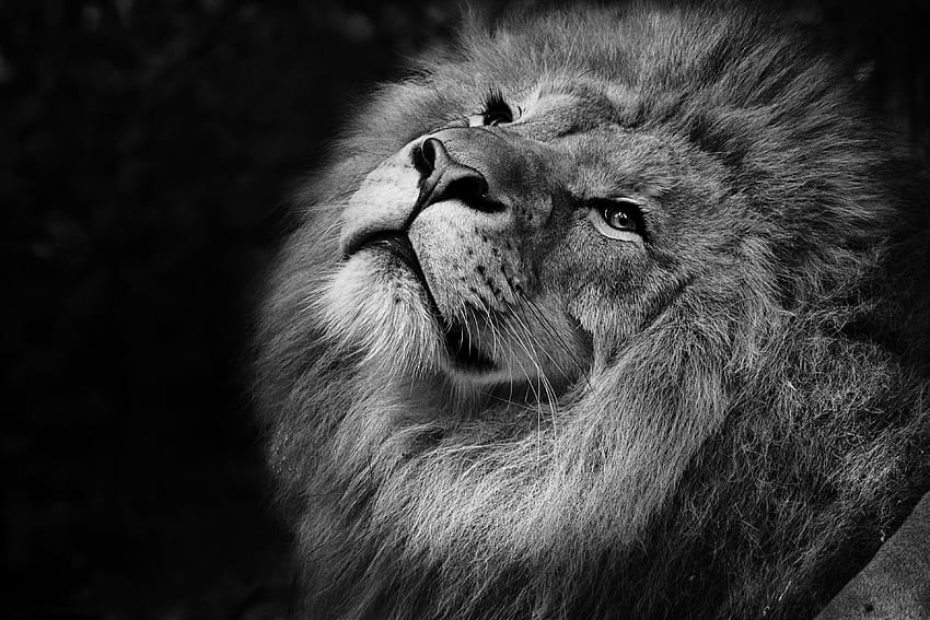 Animals, Muzzle, Lion, Bw, Chb, Mane, King Of Beasts, King Of The Beasts HD wallpaper