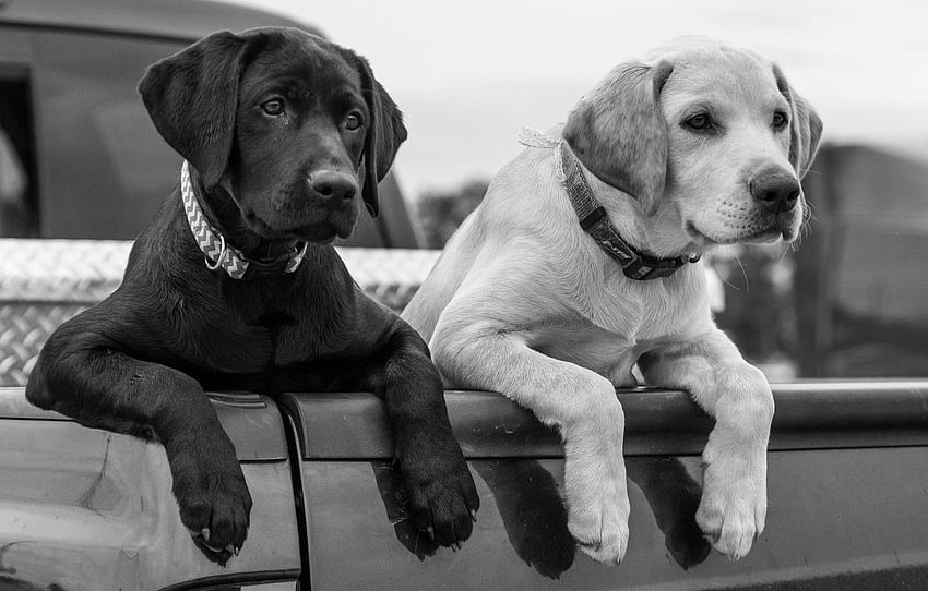 dogs, paws, puppies, black and white, body, Labrador Retriever for , section собаки HD wallpaper