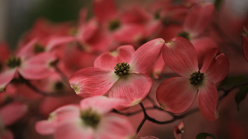 Pétalos de flores de cornejo rosa claro en flores de borroso fondo de pantalla