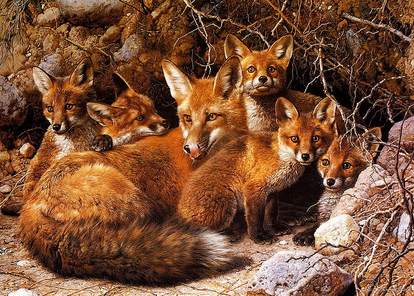 The fox family, place, secure, wild, fox, whelp fox, quiet, mother fox, family, animals, nature, together HD wallpaper