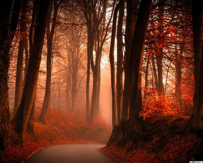 Estrada sinuosa nevoenta na floresta de outono, outono de nevoeiro papel de parede HD