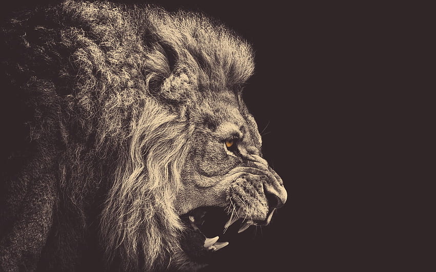 ライオンのイラスト、ミニマリズム、動物、セピア、黄色い目、怒り • For You For & Mobile, Lion Eyes 高画質の壁紙